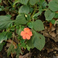 Impatiens walleriana Hook.f.